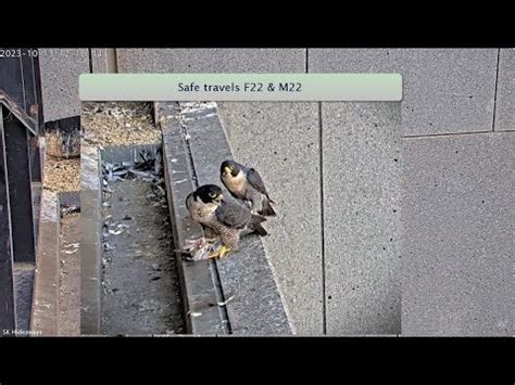 367 collins street falcons|367 Collins Falcons: How F22 & M22 spent their day before the .